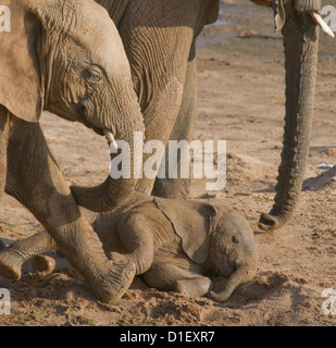 Gli elefanti dal litorale del Uaso Nyiro-bambino sdraiato Foto Stock