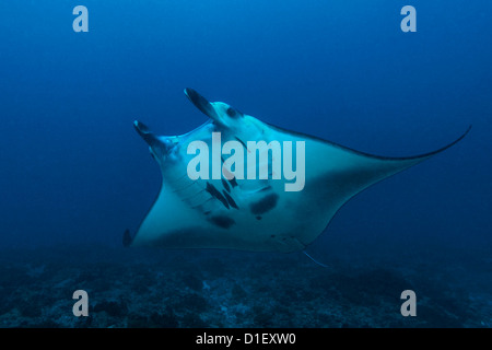 Reef Manta Ray (manta alfredi) sulla barriera corallina di Nusa Penida, Bali, Indonesia, Oceano Indiano, ripresa subacquea Foto Stock