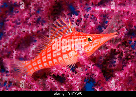 Longnose Hawkfish (Oxycirrhites typus) su coral vicino a Tulamben, Bali, Indonesia, Oceano Pacifico, ripresa subacquea Foto Stock