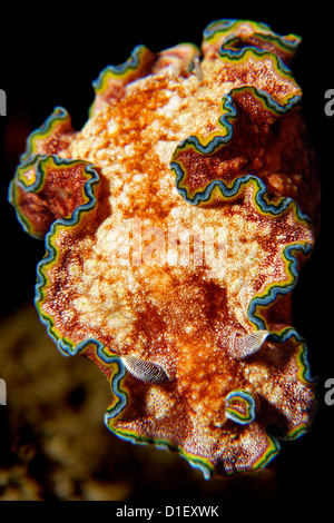 Sea slug Glossodoris cincta, Pemuteran, Bali, Indonesia, Oceano Pacifico, ripresa subacquea Foto Stock