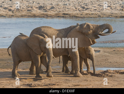 Branco di elefanti con giovani dal litorale del Uaso Nyiro, bere da fori hanno scavato Foto Stock