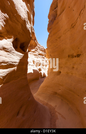 Un avvolgimento stretto canyon di arenaria nel deserto del Sinai Foto Stock