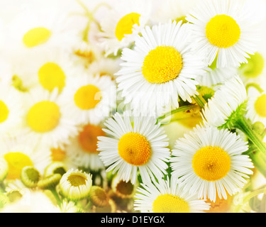 Bellissimo sfondo di margherite per il tuo design Foto Stock