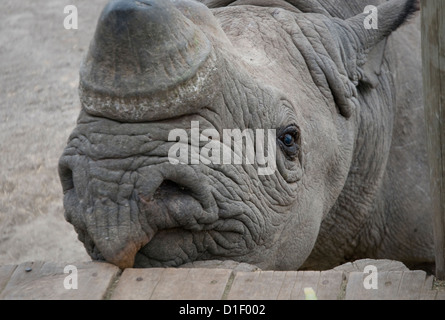 Il rinoceronte nero-colpo alla testa. Captive e denominato 'Baraka' Foto Stock