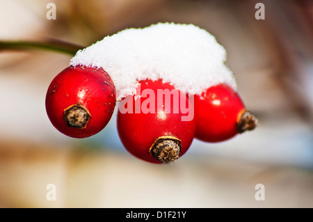 Rosa canina con snow hat Foto Stock