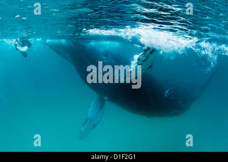 Humpback Whale(Megaptera novaeangliae) con snorkeler, Khuriya Muriya isole, Oman, Oceano Indiano, ripresa subacquea Foto Stock