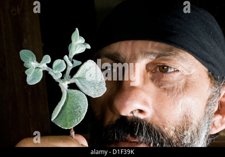 Mann guardando dittany cretese (Origanum dictamnus) Foto Stock