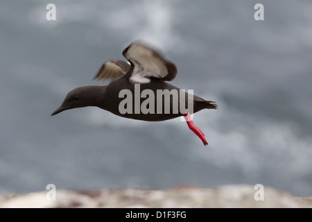 Black Guillemot Cepphus grylle in estate piumaggio, Shetland, Scotland, Regno Unito Foto Stock