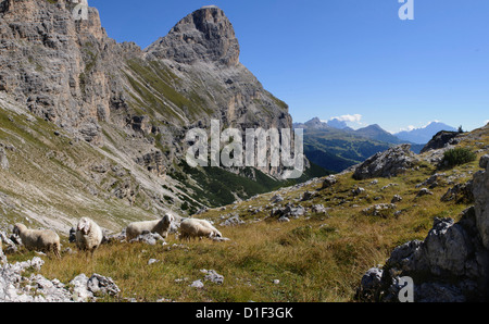 Gregge di pecore presso il Sassongher, Dolomiti, Alto Adige, Italia Foto Stock