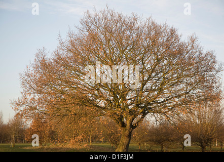 Sfrondato albero a foglie decidue con ultime foglie in inverno Foto Stock