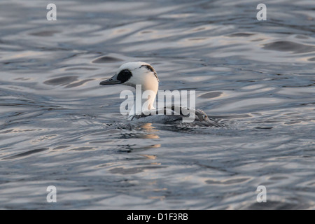 Drake Smew (Mergellus albellus), Clickimin Loch, Lerwick, Shetland, Scotland, Regno Unito Foto Stock