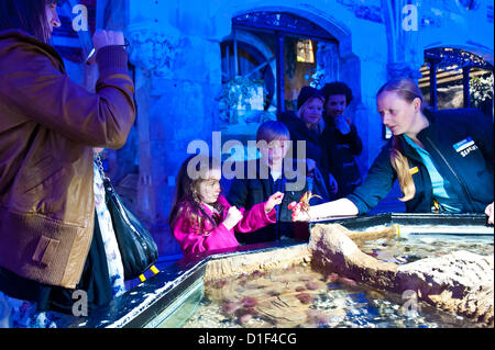 Brighton, Regno Unito. Xviii Dicembre 2012. Magic Marine - Mia Collett e suo fratello Luisito essendo introdotto per un granchio di mare della vita di Carey come come il Festival degli alberi di Natale sponsorizzato da aziende locali in aiuto degli enti di beneficenza si apre a SeaLife Brighton XVIII Dicembre 2012 phot Credit: Julia Claxton/Alamy Live News Foto Stock