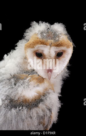 Barbagianni Tyto alba unico ritratto giovanile REGNO UNITO Foto Stock