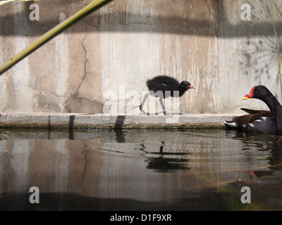 Madre attende moorhen pulcino Foto Stock