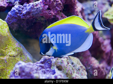 Blu polvere Surgeonfish Acanthurus leucosternon singolo adulto in un serbatoio di pesci REGNO UNITO