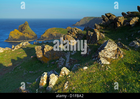 Kynance Cove, la lucertola, Cornwall, England, Regno Unito, Europa Foto Stock