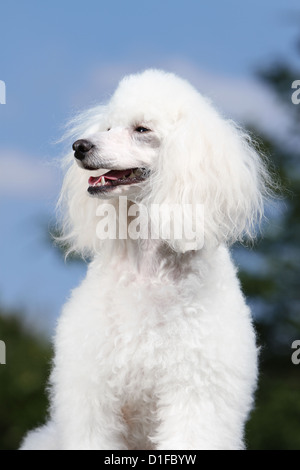 Cane barboncino / Pudel Caniche / medio / ritratto per adulti Foto Stock