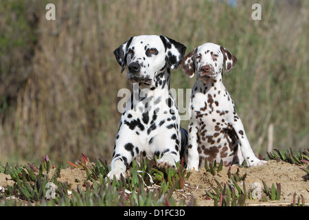 Cane dalmata Dalmatiner / / Dalmatien adulto e cucciolo di colori diversi Foto Stock