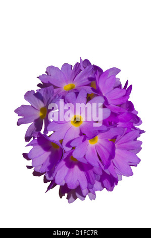 Primula denticulata " Himalayan Primrose " Foto Stock