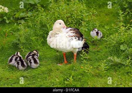 Oca andina (Chloephaga melanoptera), residente in alto Ande, in cattività nel Regno Unito Foto Stock