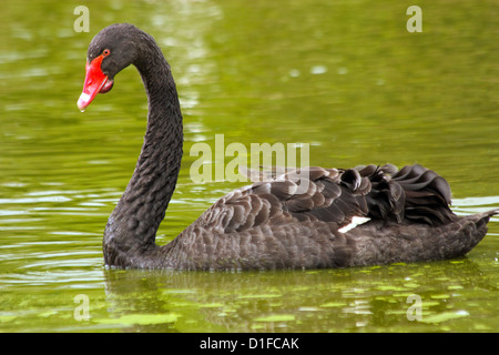 Black Swan (Cygnus atratus) un grande waterbird, una specie di cigno, in cattività nel Regno Unito Foto Stock