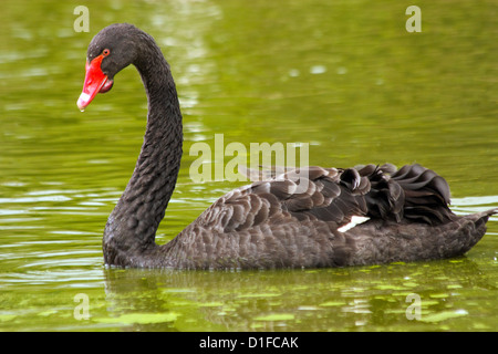 Il cigno nero (Cygnus atratus) è un grande waterbird, una specie di swan  che razze principalmente nel sud-est e sud-ovest delle regioni dell' Australia. Withi Foto stock - Alamy