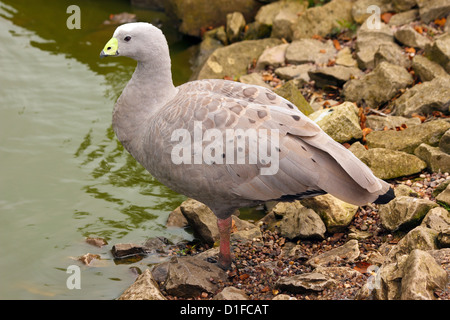 Il capo d'oca sterile, una grande oca residenti in Australia meridionale, in cattività nel Regno Unito Foto Stock