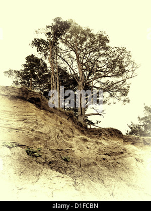 Vintage Foto di alberi di pino in crescita sulla cima di una scogliera ripida Foto Stock