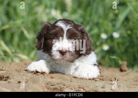 Schapendoes cane cucciolo / giacente in un campo Foto Stock