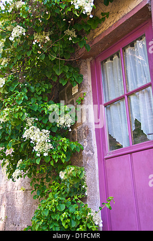 Malva belle porte dipinte con la fioritura di piante di superriduttore, Dinan, Bretagna Cotes d'Armor, Francia, Europa Foto Stock