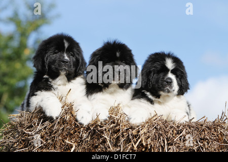Cane tre cuccioli Terranova in bianco e nero che giace sulla paglia cucciolo terre-neuve face trois Foto Stock