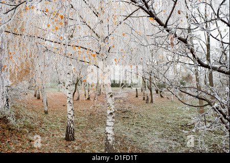 Frost-coperta di betulle, città di Cakovice, Praga, Repubblica Ceca, Europa Foto Stock