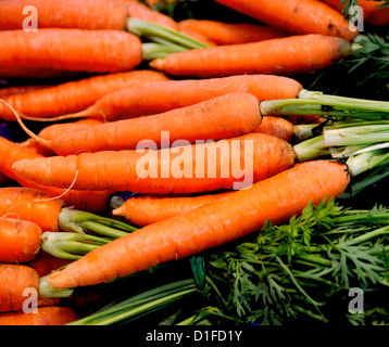 Freschi carote organico con cime di verde Foto Stock