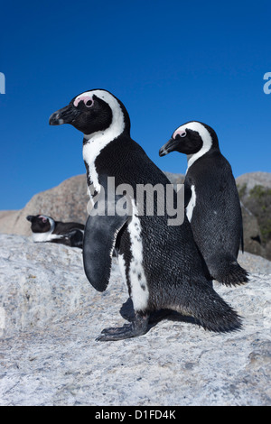 I Penguins africani (Spheniscus demersus), Table Mountain National Park, Cape Town, Sud Africa e Africa Foto Stock