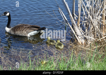 Canada Goose, in fuzzy, giallo, gosling è appena entrata in acqua. Il Canada Goose è originaria del Nord America. Foto Stock