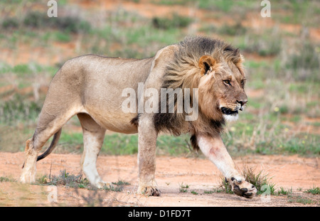 Lion (Panthera leo), Kgalagadi Parco transfrontaliero, Northern Cape, Sud Africa e Africa Foto Stock