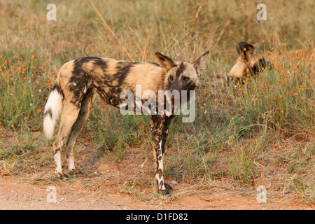 African cani selvatici (Lycaon pictus), Kruger National Park, Sud Africa e Africa Foto Stock