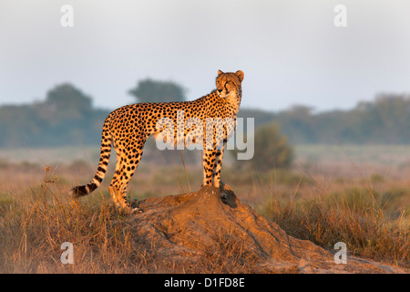 Femmina di ghepardo (Acinonyx jubatus), Phinda private game reserve Kwazulu Natal, Sud Africa e Africa Foto Stock