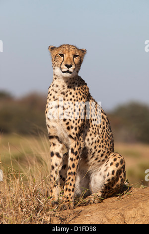 Femmina di ghepardo (Acinonyx jubatus), Phinda private game reserve Kwazulu Natal, Sud Africa e Africa Foto Stock