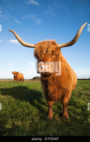 Highland bovini, conservazione di pascolare su Loch di Kinnordy RSPB riserva, Kirriemuir, Angus, Scotland, Regno Unito, Europa Foto Stock