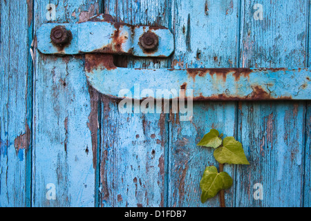 Edera (Hedera sp) crescente sul vecchio fienile porta, Scozia, Regno Unito, Europa Foto Stock