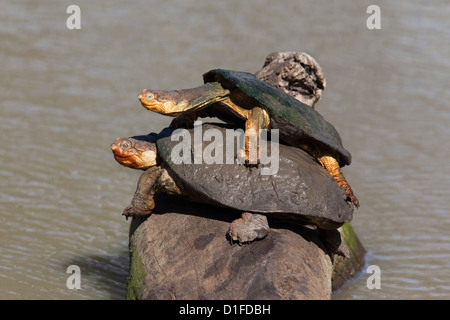 Marsh terrapin (African Pelomedusa rossiccia) (Pelomedusa subrufa) impilate sul log, Mkhuze Game Reserve, Sud Africa e Africa Foto Stock