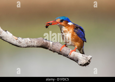 Malachite Kingfisher (Alcedo cristata) con beetle, Intaka Island, Cape Town, Sud Africa e Africa Foto Stock