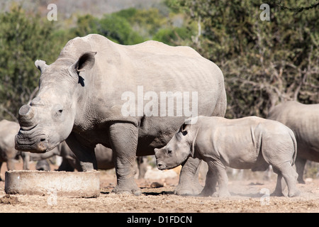 Dehorned rinoceronte bianco (Ceratotherium simum) con vitello, gioco Mauricedale ranch, Mpumalanga, Sud Africa e Africa Foto Stock