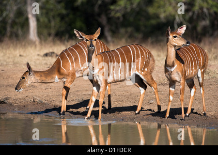 Nyala (Tragelaphus angasii) femmine a waterhole, Hluhluwe Imfolozi Game Reserve, KwaZulu-Natal, Sud Africa e Africa Foto Stock