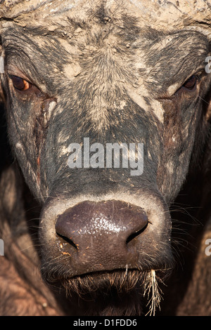 Bufali (Syncerus caffer), Kruger National Park, Sud Africa e Africa Foto Stock