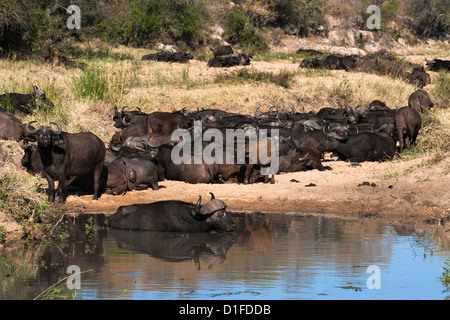 Bufali (Syncerus caffer) allevamento appoggiata all acqua, parco nazionale Kruger, Sud Africa e Africa Foto Stock