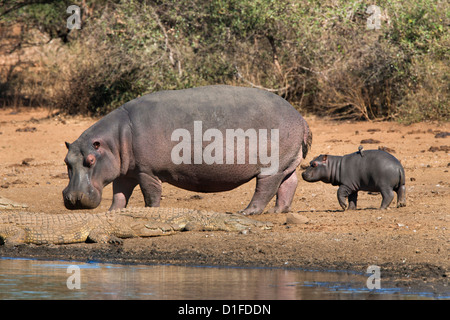 Ippopotamo (Hippopotamus amphibius) con vitello, Parco Nazionale Kruger, Mpumalanga, Sud Africa e Africa Foto Stock