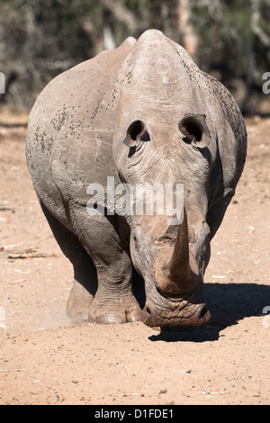 White Rhino (Ceratotherium simum), Mkhuze Game Reserve, Kwazulu Natal, Sud Africa e Africa Foto Stock