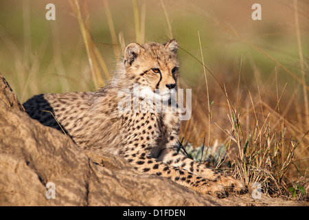 Ghepardo (Acinonyx jubatus) cub Phinda private game reserve Kwazulu Natal, Sud Africa e Africa Foto Stock